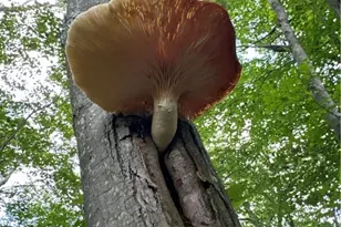 0 Matson Rd, Ligonier Township, PA 15658 - Photo 33