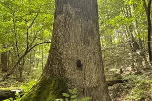 0 Matson Rd, Ligonier Township, PA 15658 - Photo 29