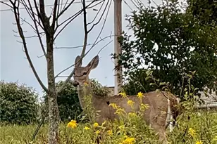 573 Chesnic Dr, North Strabane, PA 15317 - Photo 49