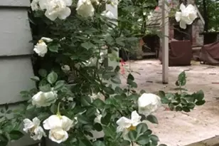 700 W Waldheim Rd, Pittsburgh, PA 15215 - Photo 45