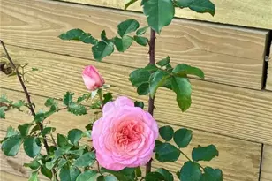 311 Elm St, Vandergrift, PA 15690 - Photo 45