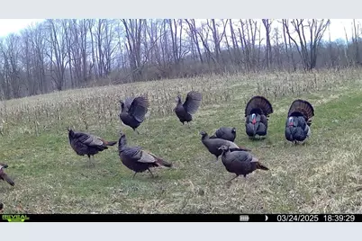 10019 Dingman Rd, Guys Mills, PA 16327 - Photo 43