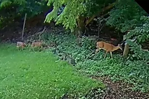 2460 Colorado Way, Pittsburgh, PA 15212 - Photo 37