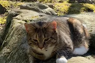 235 Pine Knob Rd, South Union Township, PA 15445 - Photo 31