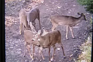 235 Pine Knob Rd, South Union Township, PA 15445 - Photo 23