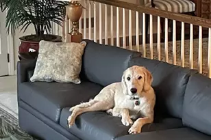 308 Rosslyn Rd, Carnegie, PA 15106 - Photo 45