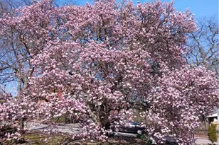 1643 Reamer St, Pittsburgh, PA 15226 - Photo 45