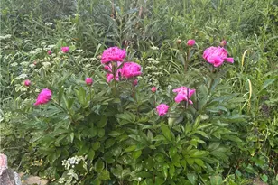 2358 Mt Vernon Ave, Murrysville, PA 15632 - Photo 43