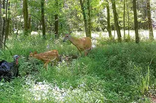 0 Rs 258, Liberty Township, PA 16127 - Photo 1