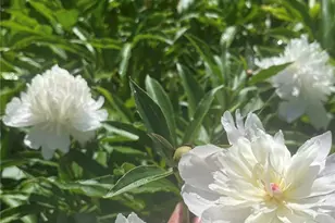 15 Watson St, Leet Township, PA 15143 - Photo 43