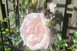 15 Watson St, Leet Township, PA 15143 - Photo 41