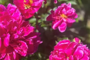 15 Watson St, Leet Township, PA 15143 - Photo 39