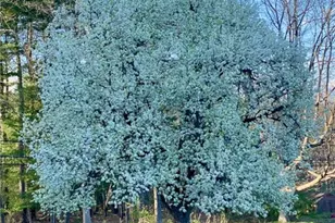 155 Pine St, Brookville Area School District, PA 15825 - Photo 25