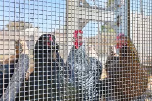 399 Church Rd, Bethel Park, PA 15102 - Photo 35