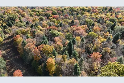 50 Acres Along Bird Lane, Pine Township-Hellwood, PA 15957 - Photo 5