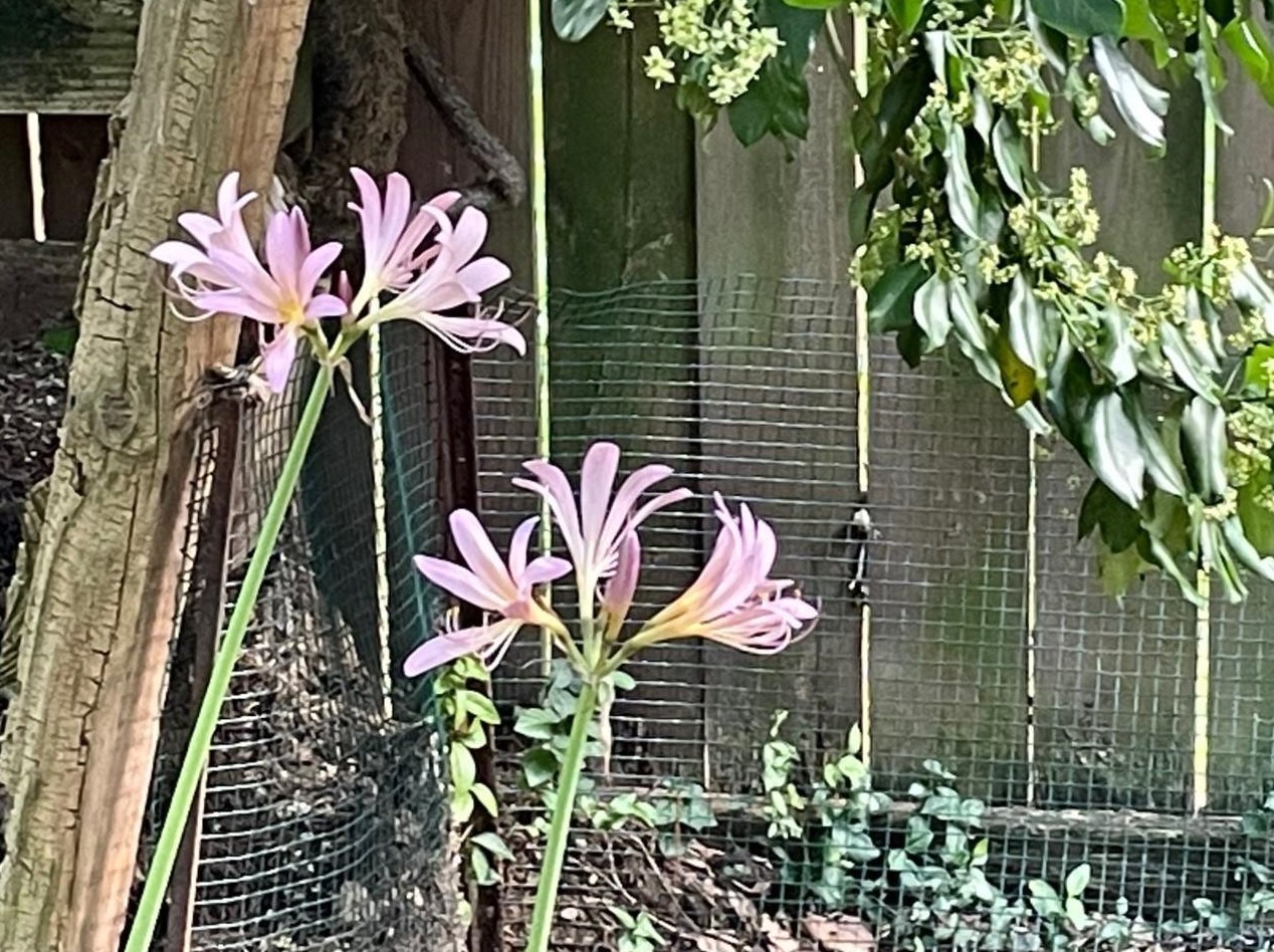 350 Chesterfield Rd, Columbus OH  43209-1246 exterior