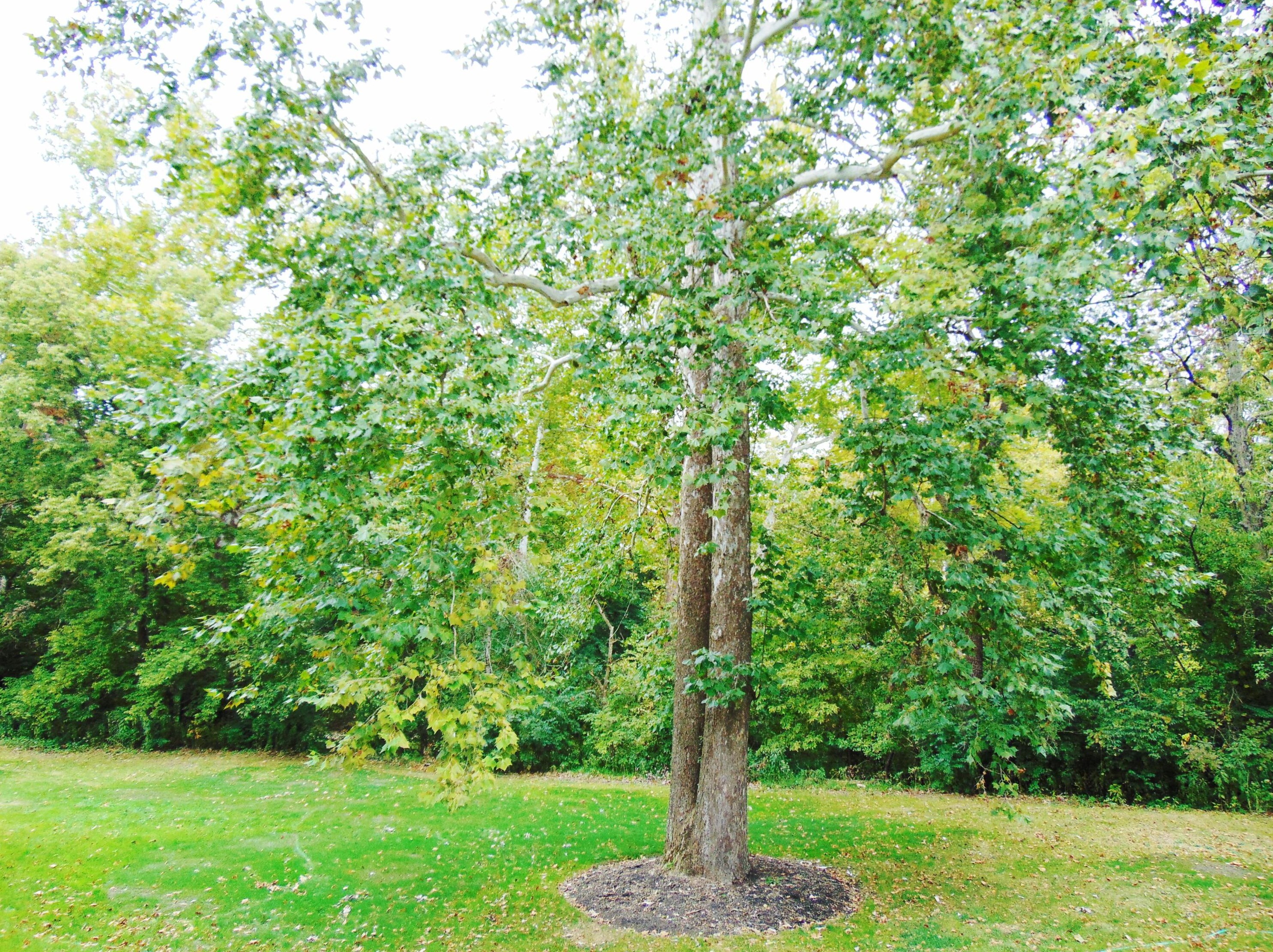 8172 Mt Air Pl, Columbus OH 43235-1358 exterior