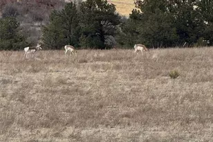 3203 Red Cavern Rd, Colorado Springs, CO 80908 - Photo 41