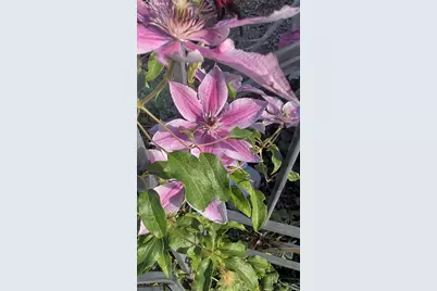 6815 Quarter Circle Road, Colorado Springs, CO 80922 - Photo 29