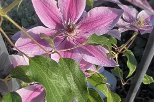 6815 Quarter Circle Rd, Colorado Springs, CO 80922 - Photo 29