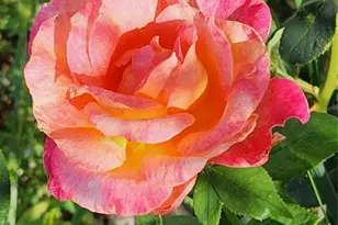 6815 Quarter Circle Rd, Colorado Springs, CO 80922 - Photo 31