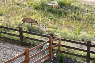 16462 Mountain Flax Dr, Monument, CO 80132 - Photo 37