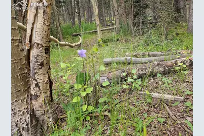 702 Lake Drive, Divide, CO 80814 - Photo 19