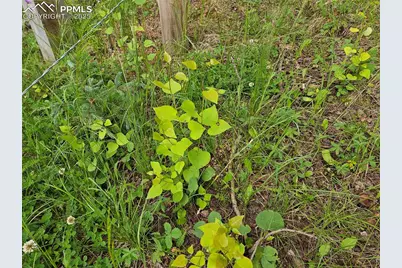 702 Lake Drive, Divide, CO 80814 - Photo 17