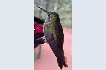 155 Squilchuk Trail, Woodland Park, CO 80863 - Photo 21