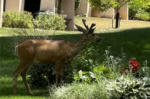 3103 Broadmoor Valley Rd, Colorado Springs, CO 80906 - Photo 15