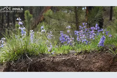 19 Ranch Road, Sedalia, CO 80135 - Photo 13