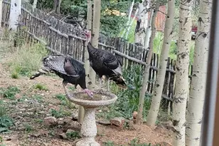 325 Willow Rd, Divide, CO 80814 - Photo 43