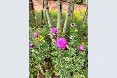 325 Willow Road, Divide, CO 80814 - Photo 41