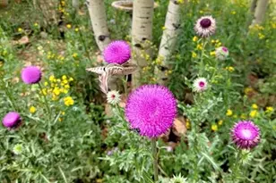 325 Willow Rd, Divide, CO 80814 - Photo 41