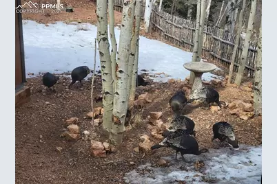 325 Willow Road, Divide, CO 80814 - Photo 39