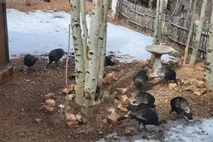 325 Willow Rd, Divide, CO 80814 - Photo 39