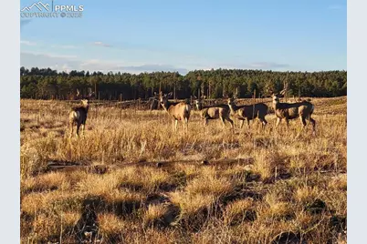 7830 Fairytale Heights, Colorado Springs, CO 80908 - Photo 15