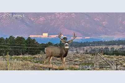 7830 Fairytale Heights, Colorado Springs, CO 80908 - Photo 19