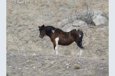 11972 Haskel Creek Road, Larkspur, CO 80118 - Photo 49