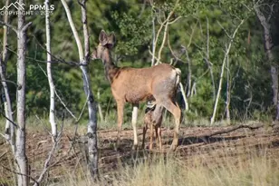 79 Beaver Creek Cir, Florissant, CO 80816 - Photo 31