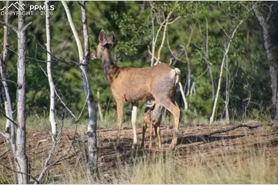 79 Beaver Creek Circle, Florissant, CO 80816 - Photo 31