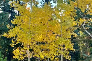 190 Shannon Pl, Divide, CO 80814 - Photo 29