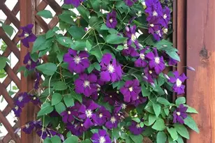 725 Lancers Ct, Monument, CO 80132 - Photo 37