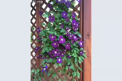 725 Lancers Court, Monument, CO 80132 - Photo 37