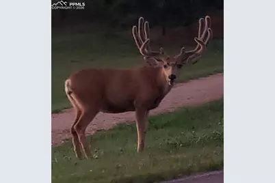 725 Lancers Court, Monument, CO 80132 - Photo 33