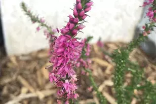 725 Lancers Ct, Monument, CO 80132 - Photo 35