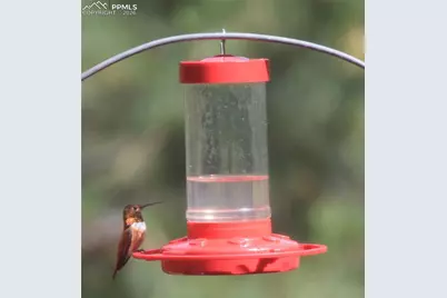 725 Lancers Court, Monument, CO 80132 - Photo 41