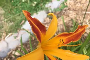 725 Lancers Ct, Monument, CO 80132 - Photo 39