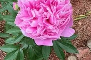 435 W Woodmen Rd, Colorado Springs, CO 80919 - Photo 47