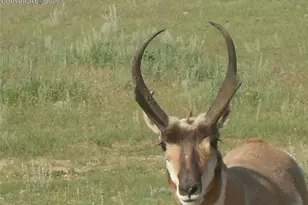 463 Snowshoe Ln, Lake George, CO 80827 - Photo 9